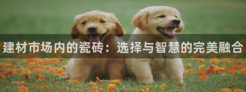 杏鑫官网注册账号是什么